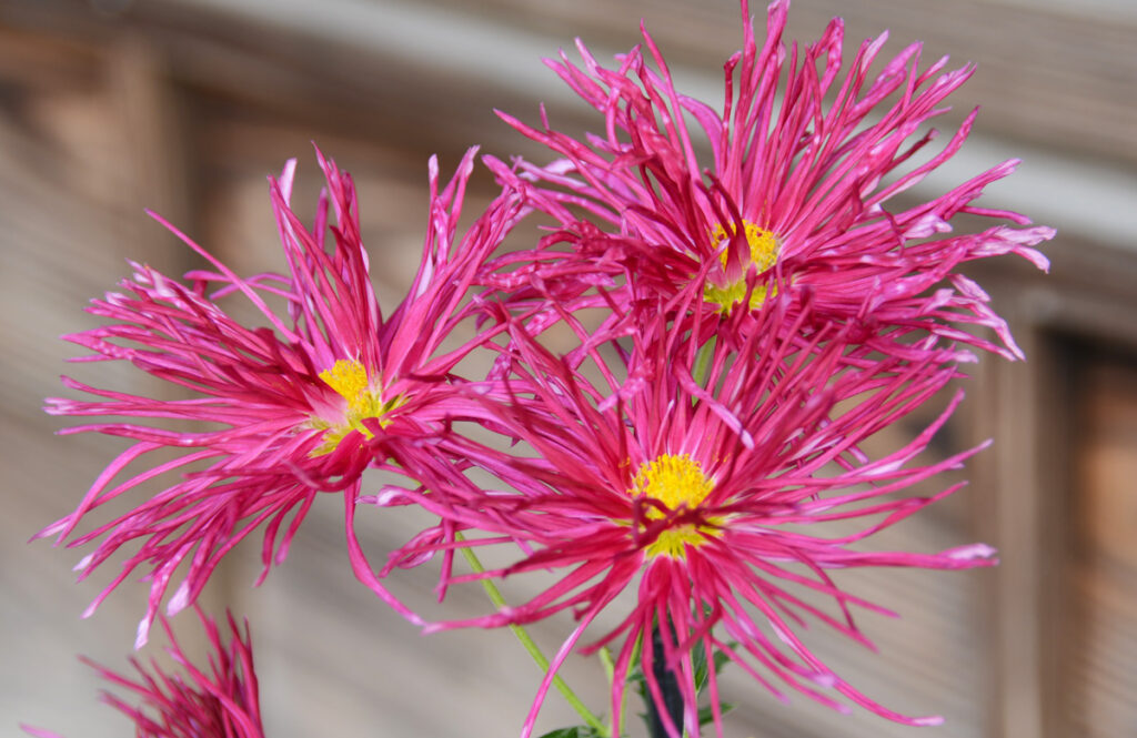 嵯峨の舞： まるで着飾った貴族の舞姿
