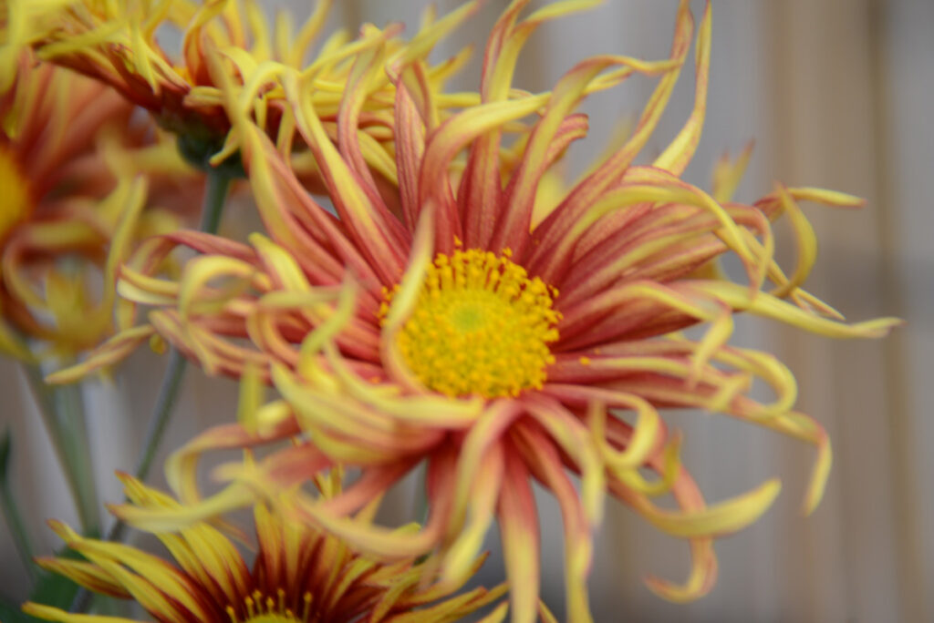 嵯峨菊 たちばな： 自然が描く黄色と赤のグラデーション