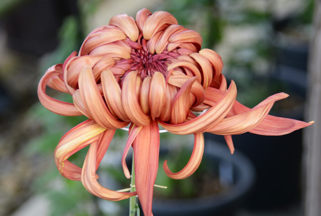 奥州菊永楽殿： 「殿」の名にふさわしい高貴な色調。