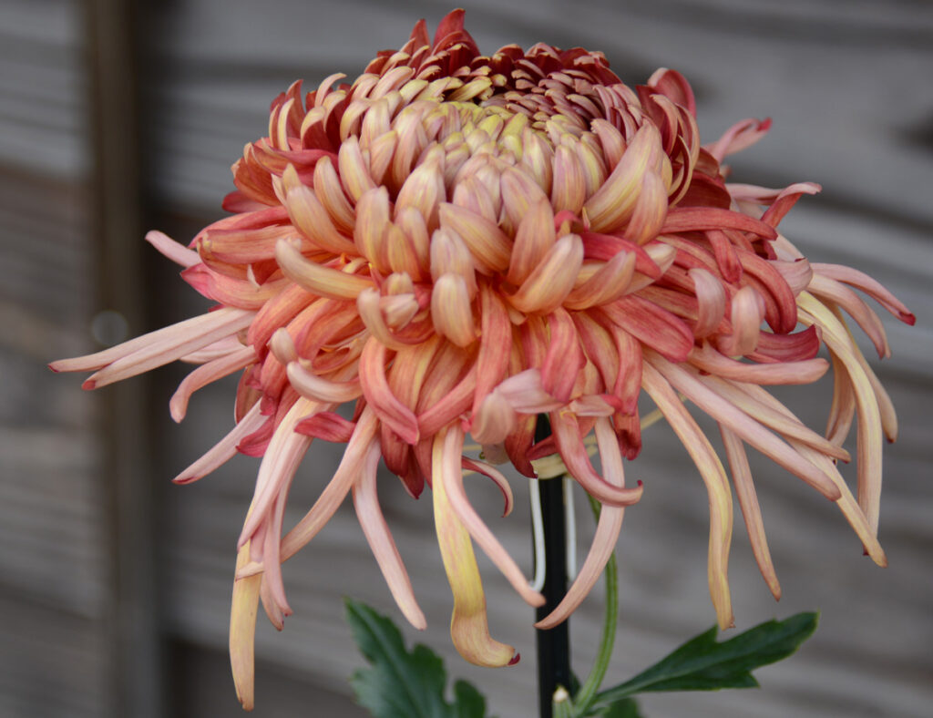 奥州菊栄楽殿：全体がますます盛んに盛り上がる。