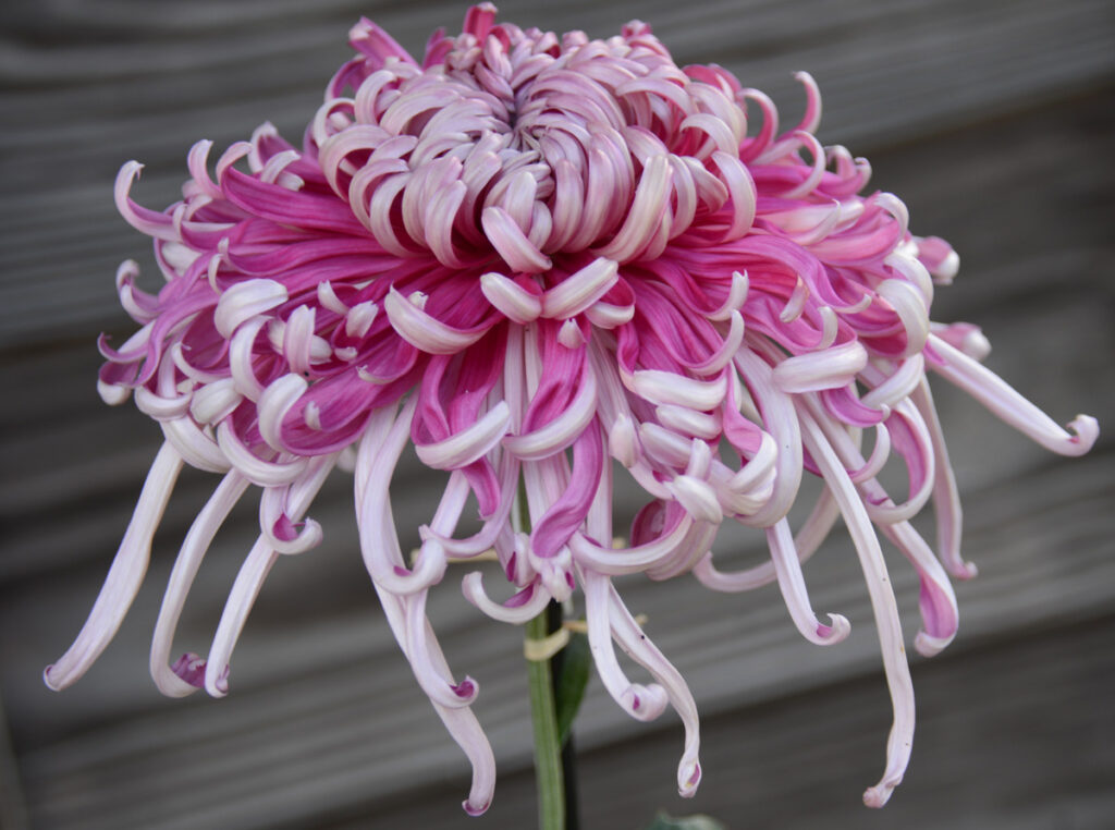 奥州菊花神輿：まるで神輿のような豪華な一輪。