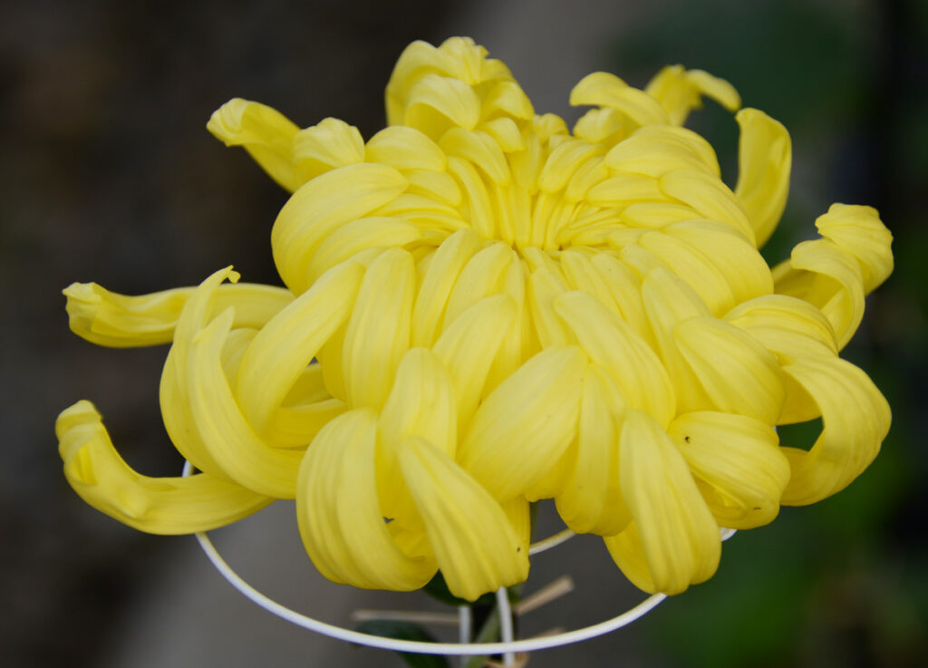 星月夜： 幾重にも重なる花びらが、夜空の光を月にした姿。