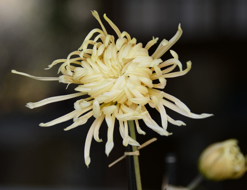 江戸の白桜： 夜空を彩る花火のような白い光。