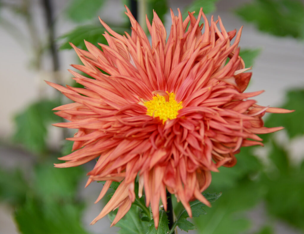 江戸菊：秋偲秋のもみじを思わせるような深い色合い。