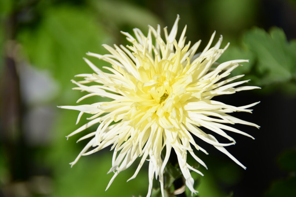 下谷の銀星： 彗星のように一瞬の煌めきを放つ姿。