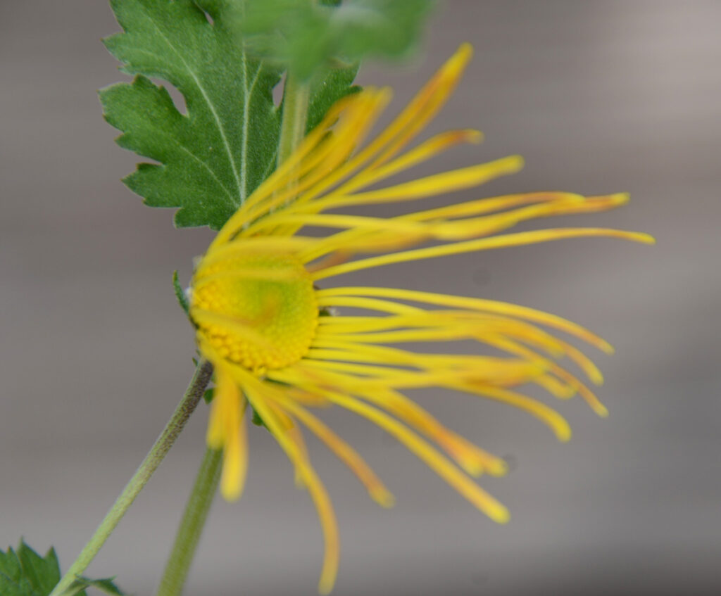 肥後菊： 熊本藩主・細川重賢が、武士の精神修養として奨励しました。そのため、キリリとした清廉な美しさが際立ちます。
