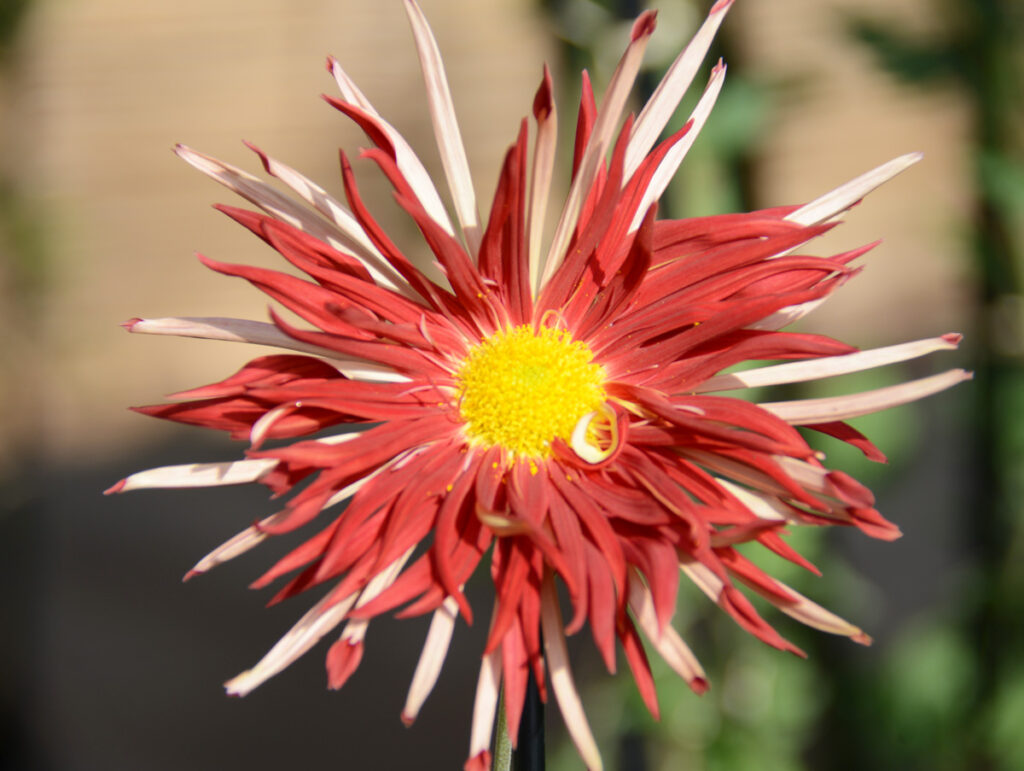 江戸絵巻： 黄、赤、白。色の変化はまさに動く絵巻物。