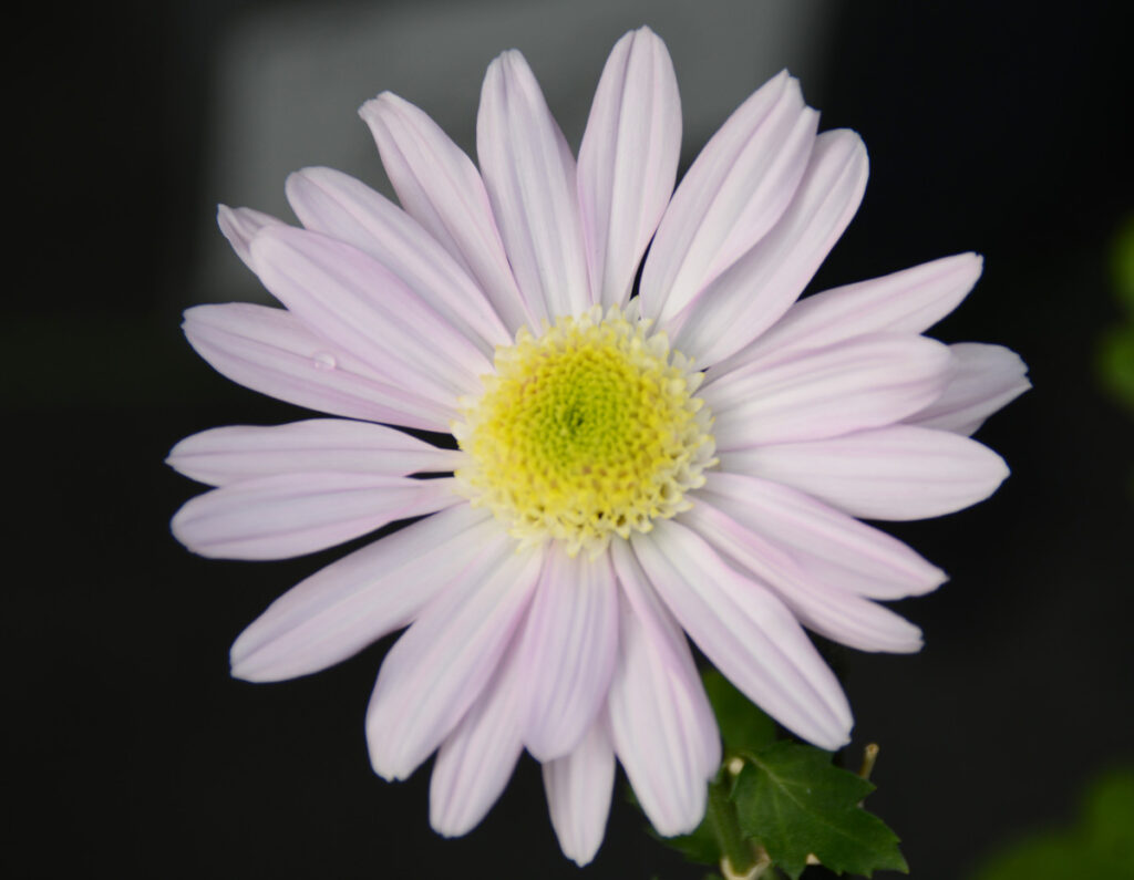 丁子菊元禄丸： お香の「丁子（クローブ）」に形が似ている。