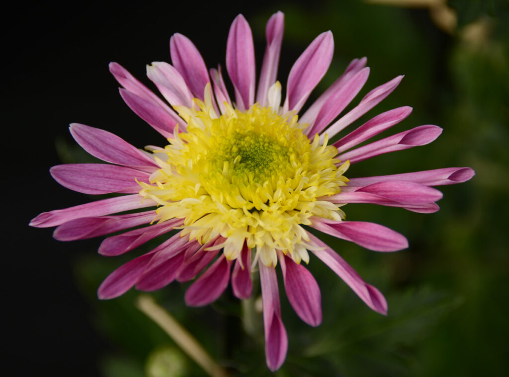 丁子 牛若丸： 五条大橋を飛ぶ牛若丸の躍動感そのもの。