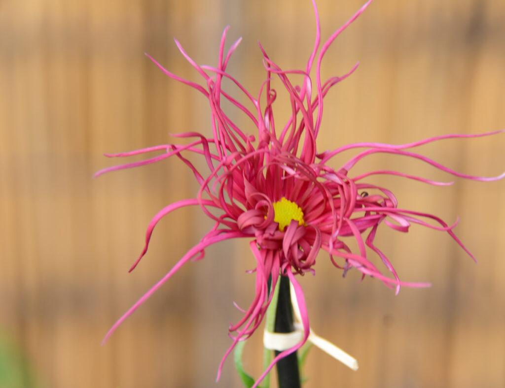 伊勢菊酔姫： 縮れた花びらが長く垂れ下がるのが特徴。「お伊勢参り」の土産として広まったとも言われます。