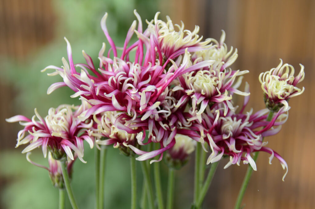 伊勢菊陽春： 温かい春に外に出て日向ぼっこしているよう。