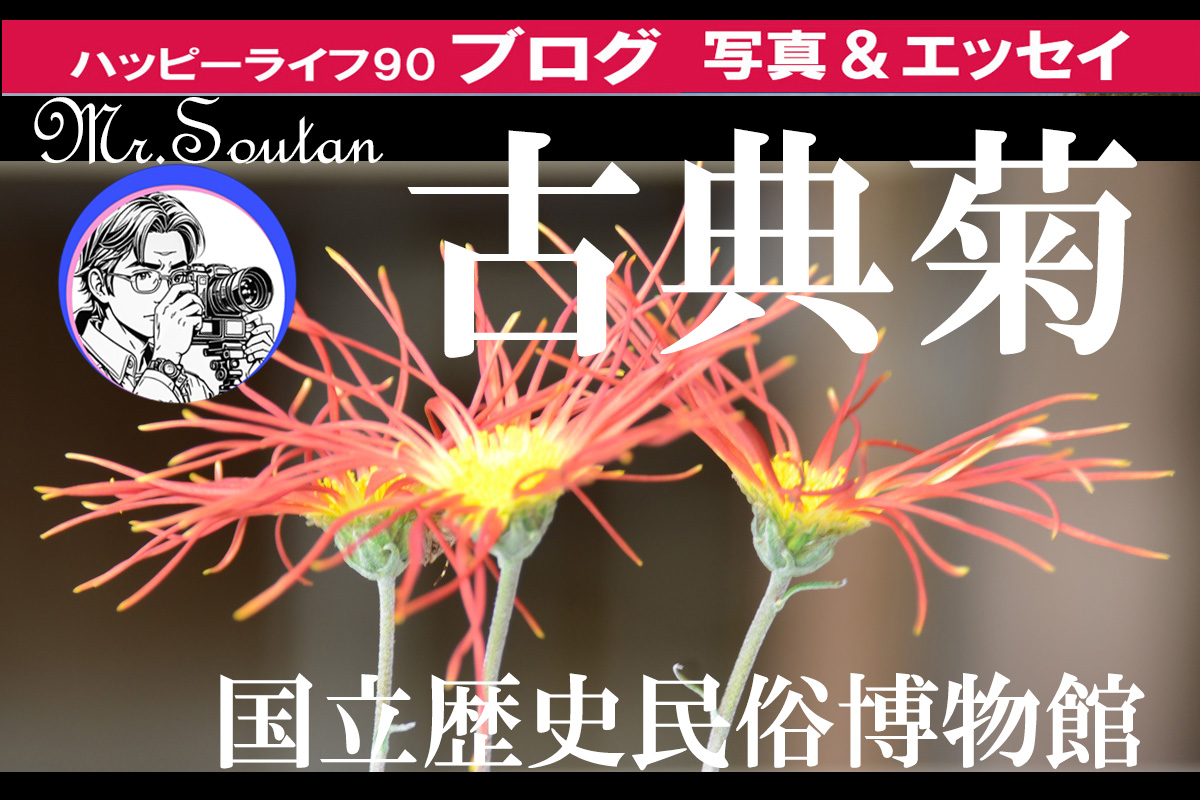 古典菊：国立歴史民俗博物館くらしの植物園