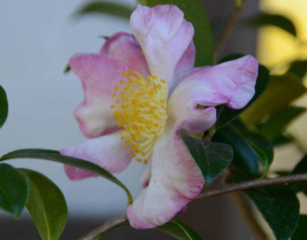 宝合
乙女の頬のように、白からピンクへ染まる柔らかな質感。