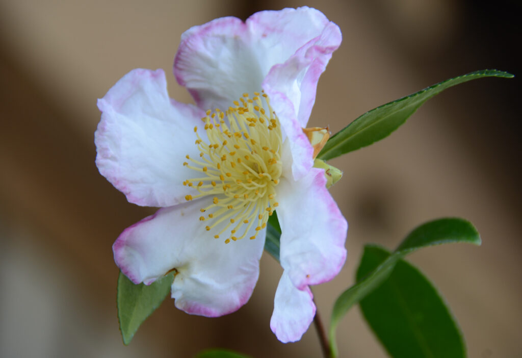 酒中花
縁取りがそっとピンク色の白い花びらのサザンカ。