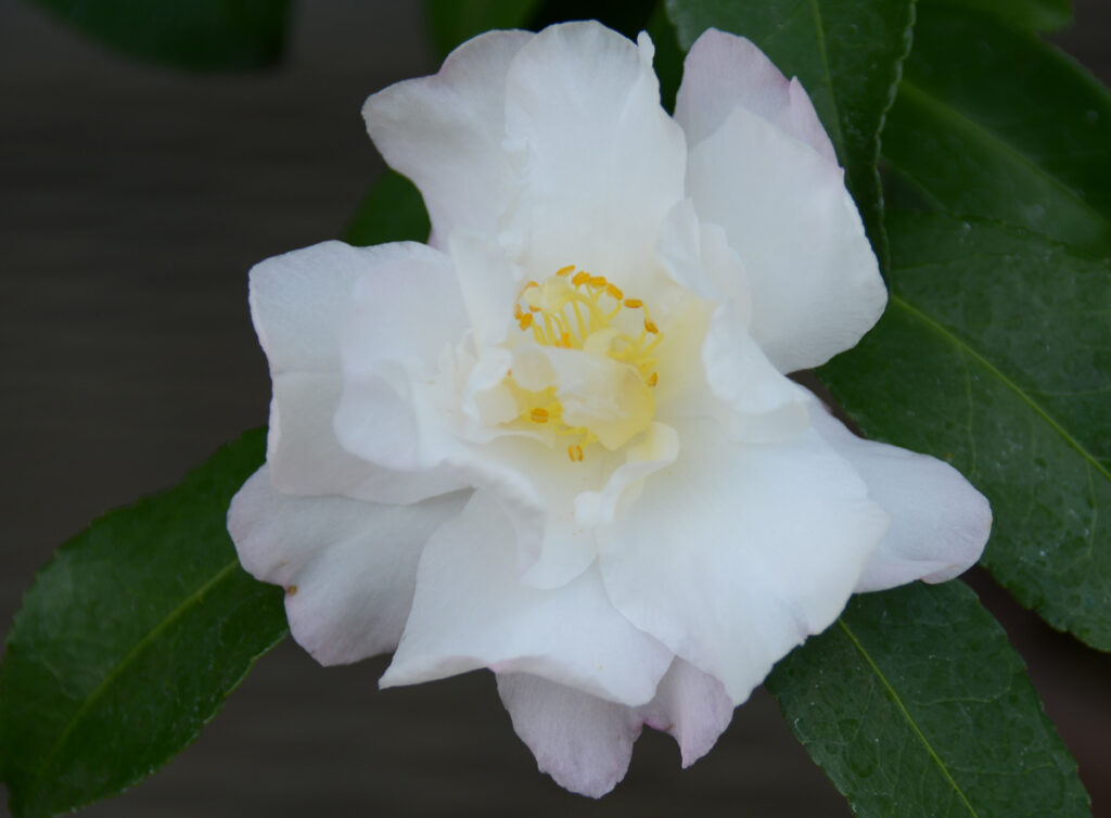 ◆初秋
純白の花嫁御料のような楚々とした姿に、背筋が伸びます。