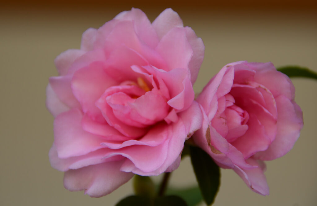コットンキャンデー
愛らしい濃い目のピンク。まるで包み紙の中のキャンデー。食べたくなるほどかわいい姿。