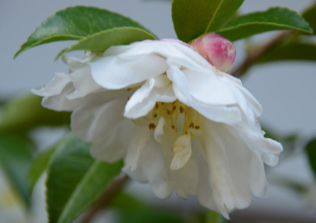 朝倉
悩みでもあるのか、少しうなだれ、愁いを帯びた白い花びら。