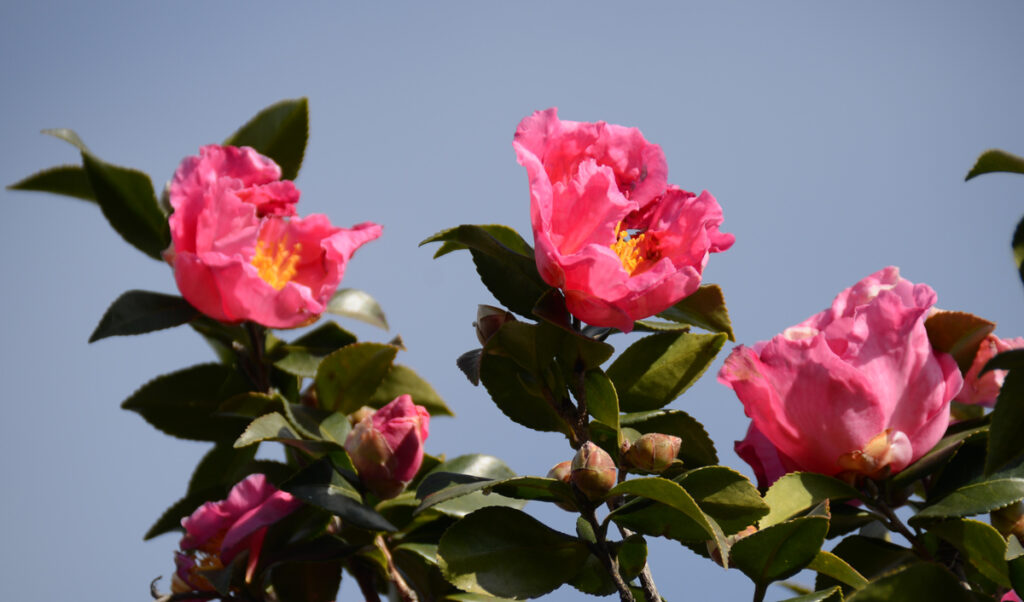 三本のサザンカを見た時、名前を知ることよりも、この瞬間を共有できる喜びの方がずっと大きいことに気づかされました。