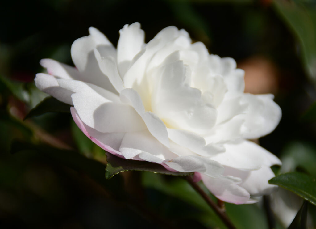 まるで白鳥の湖のプリマが纏う、真っ白なチュチュのよう。