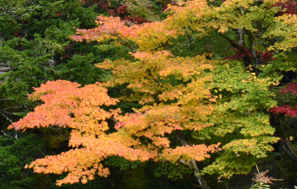 青空とイロハモミジ：多くを語らずとも、この色がすべてを物語ってくれています。 
