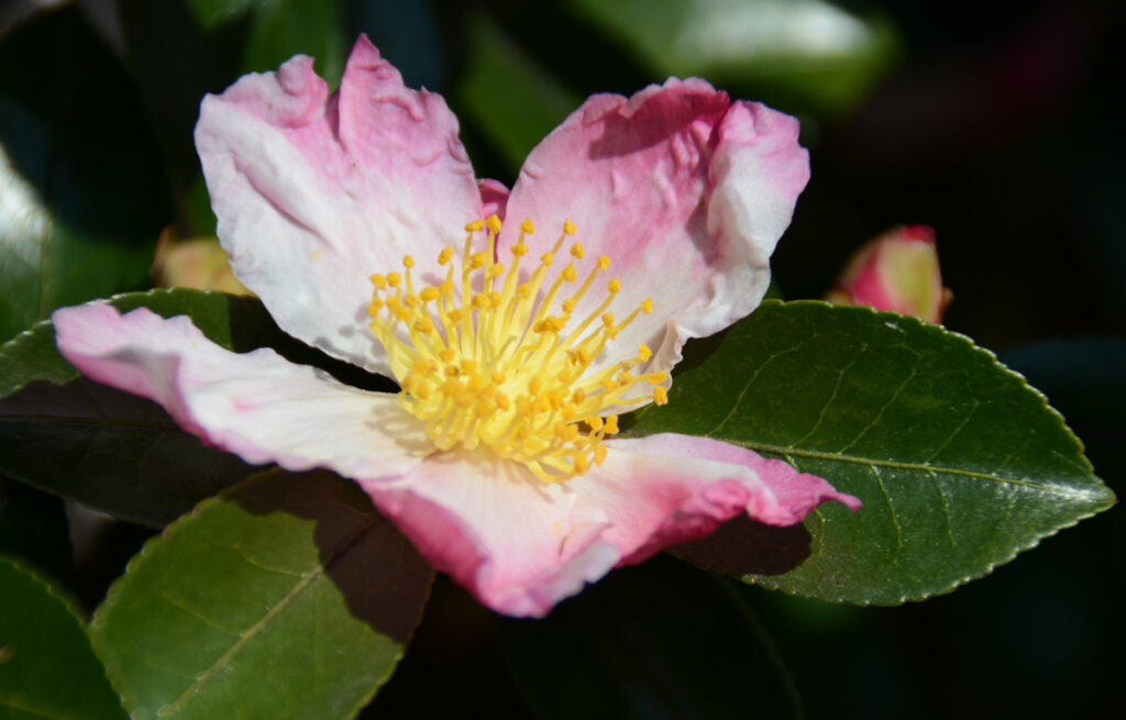 都会的でスタイリッシュ。ミラノのアーケードを颯爽と歩く女性の姿が重なりました。