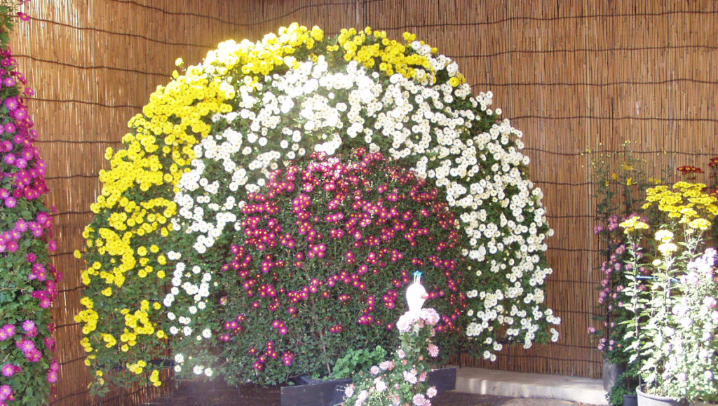 湯島天神：最後の菊は色と形が織りなす贅沢な演出。