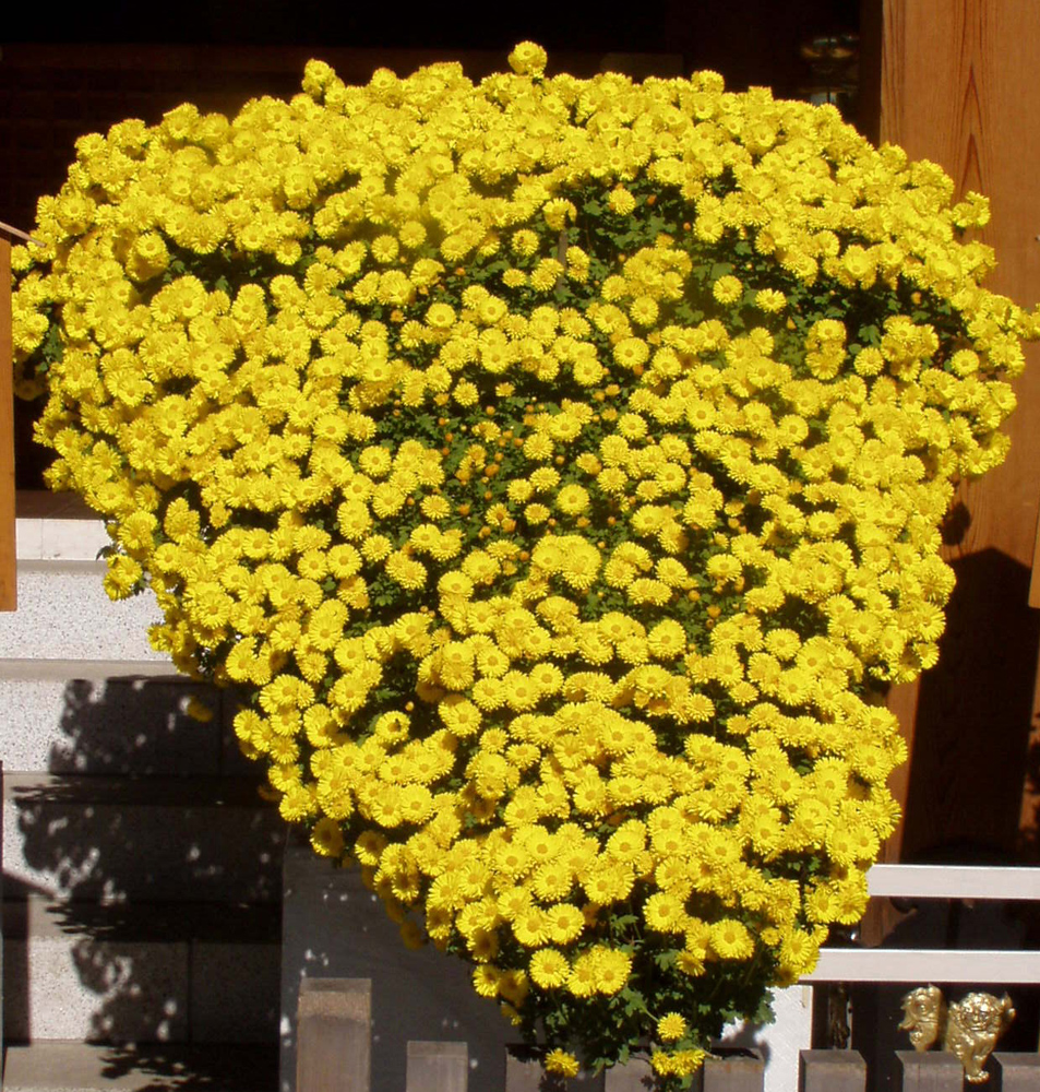 湯島天神：懸崖造り（けんがいづくり）。花が崖から落ちるように咲く姿。高度な技術の賜物。見ごたえがありますね。