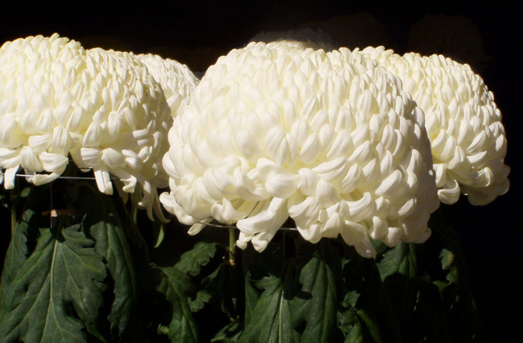 湯島天神：大輪の輪菊。ぼんぼりのような丸く豪華な純白の菊。