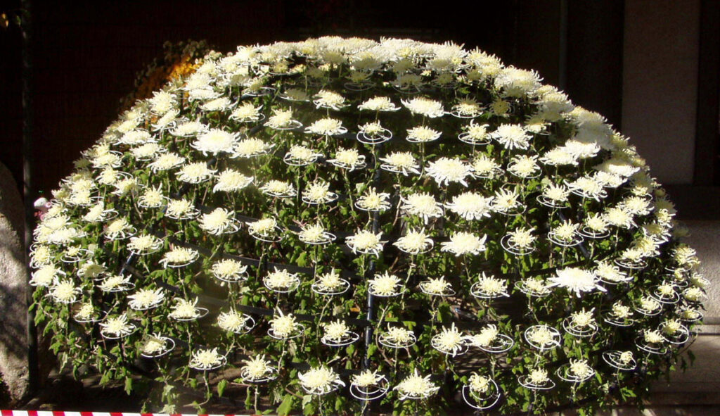 湯島天神：ふと見ると、まるでオーストラリアのオペラハウスを思わせるような、モダンな白いドーム型の菊を発見！伝統の中に潜む、遊び心を感じる瞬間でした。