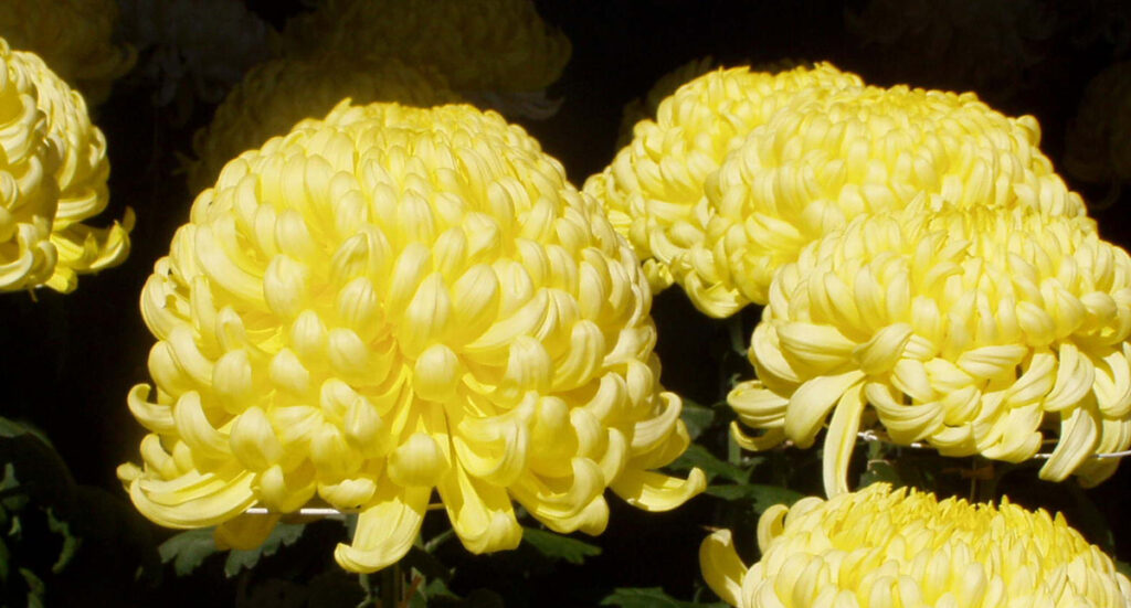 湯島天神：黄色い気球のような丸い古典菊。花言葉は幸福。