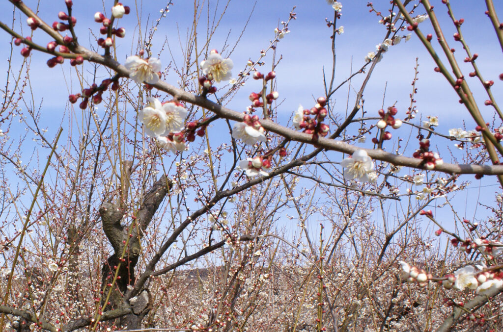 2月の柔らかな日差しに包まれた小田原・曽我梅林