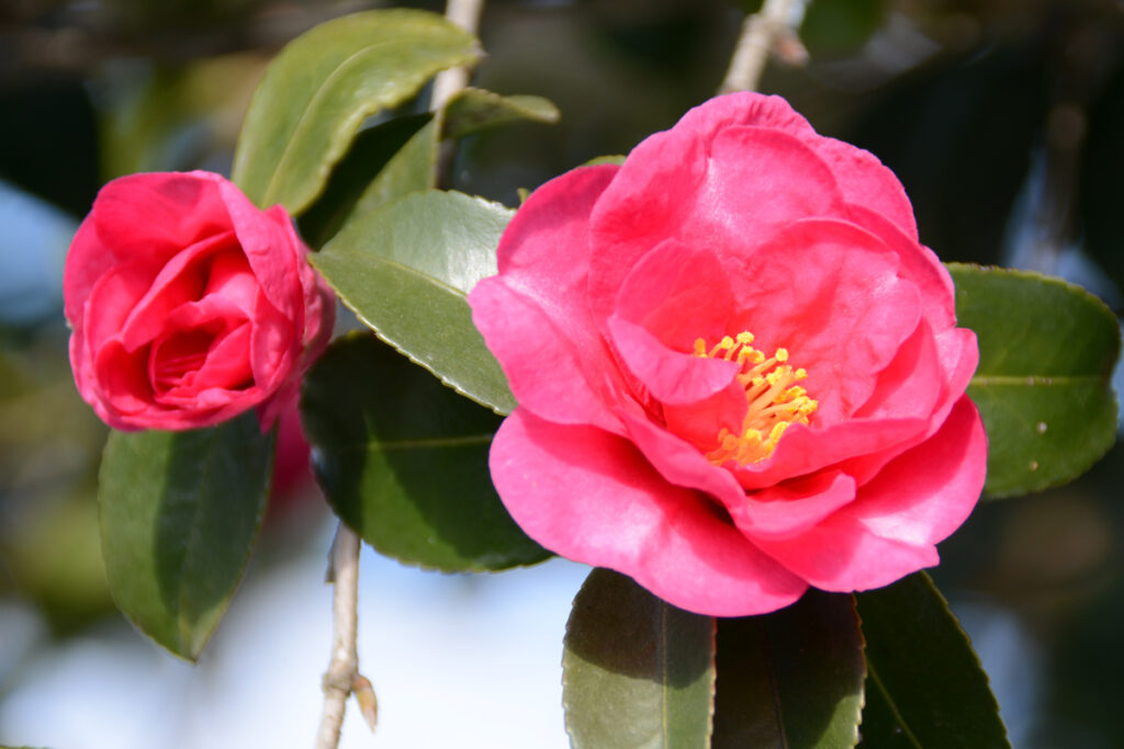黄色い芯がなければ、バラと見紛うほどの情熱。
青空に向かって「楽しそうに歌を歌う