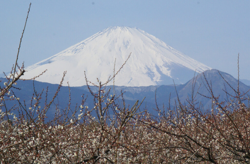 遠くには真っ白な帽子を被った富士山
