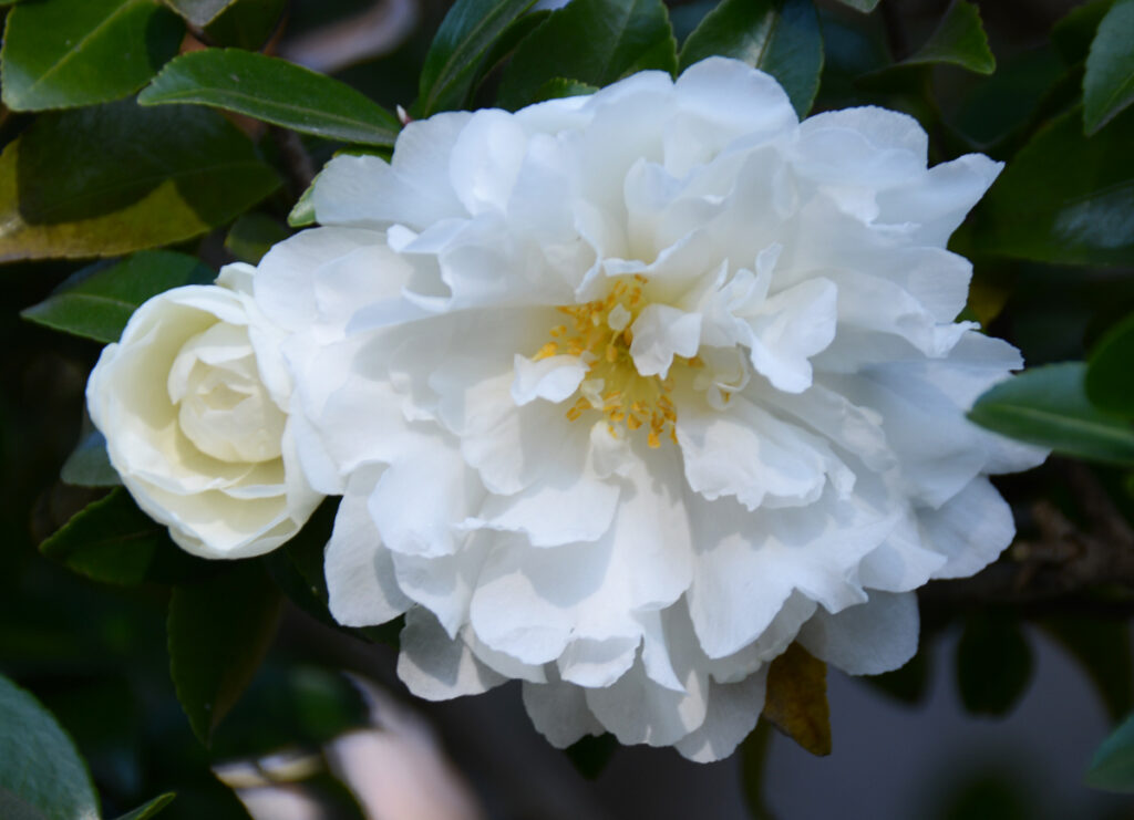 亀戸中央公園。子羊を思わせる、ふっくらとした白い八重。