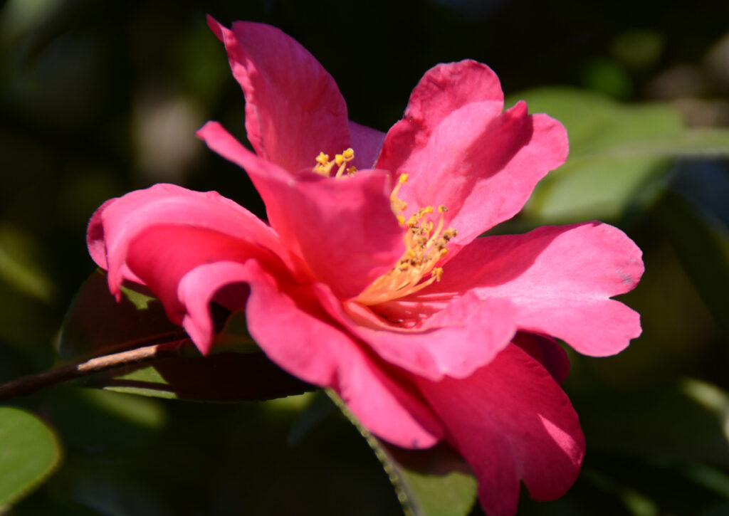 亀戸中央公園。ピンクの八重。スッキリした咲き方。