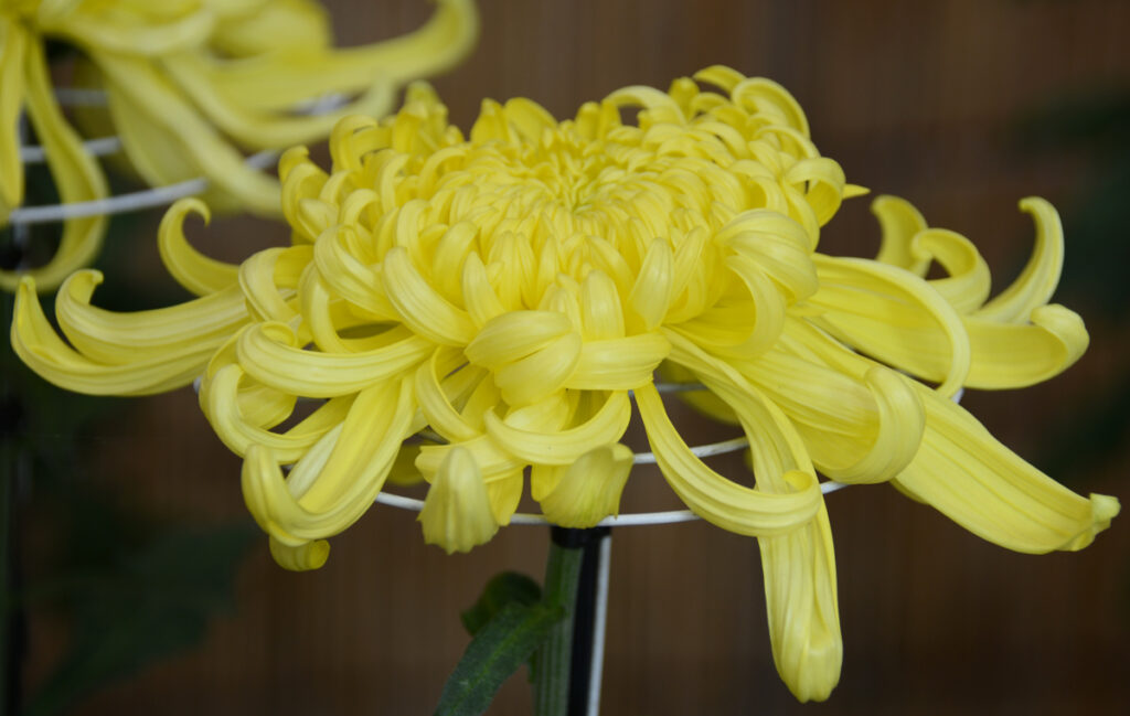 明治神宮：優雅な一輪。黄色い菊の花言葉は、長寿と幸福。