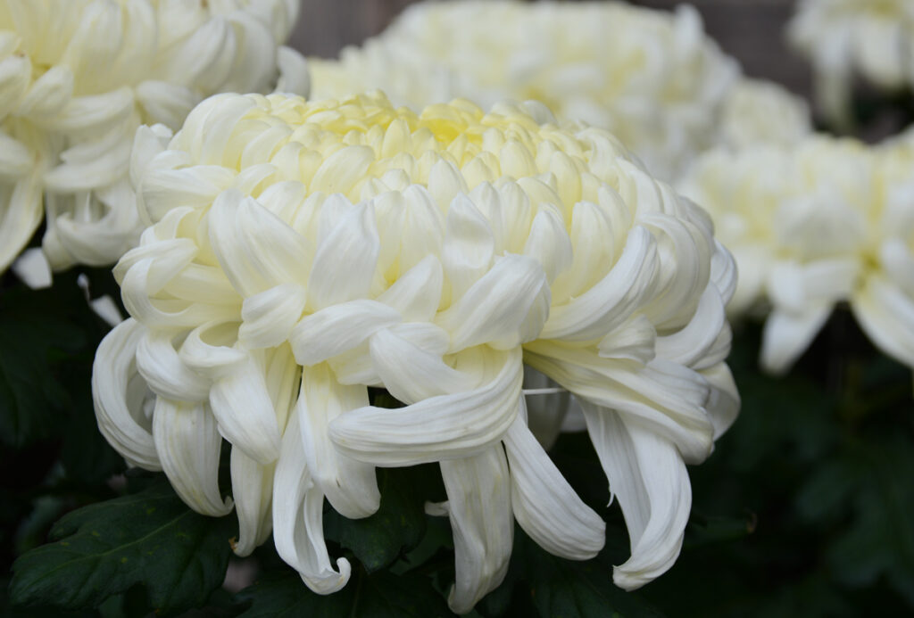 明治神宮：「一輪」の気高さに圧倒されました。白い菊の花言葉は誠実です。