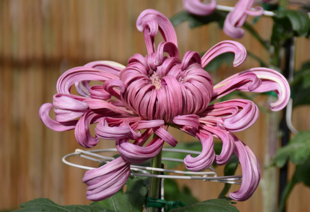 明治神宮：華やかな紫の菊