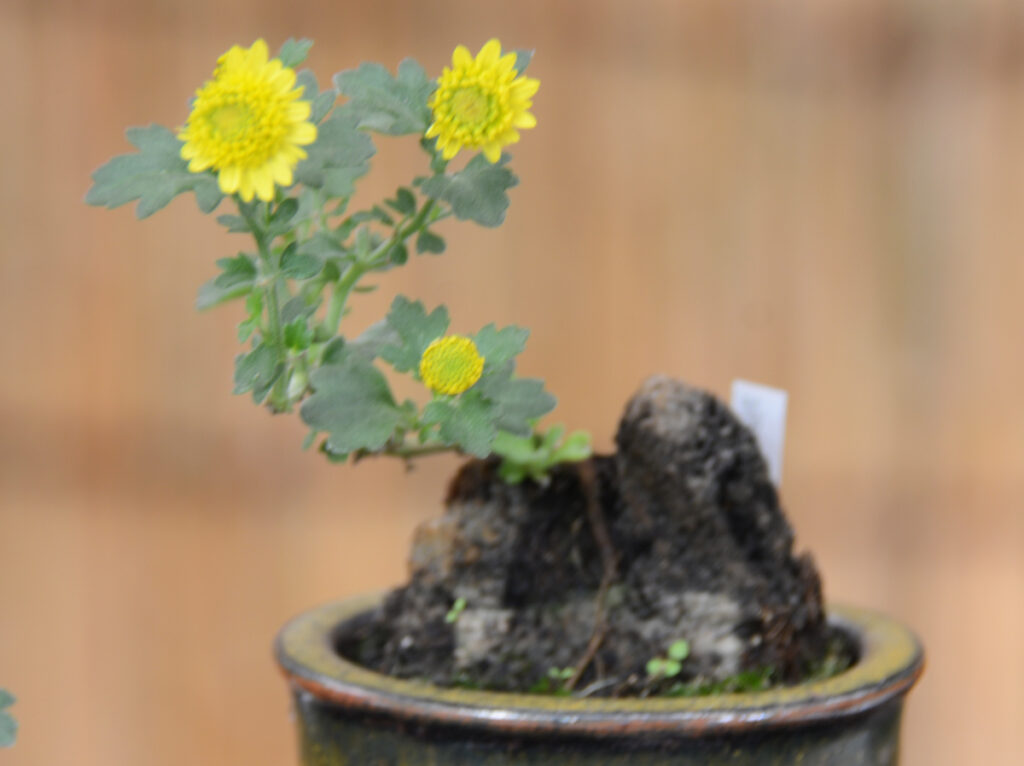 湯島天神：個人的に強く心に残ったのが、湯島天神で見かけた盆栽づくりのミニ菊。