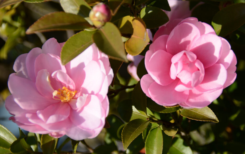 美浜図書館。ピンクの八重。美女姉妹の微笑。