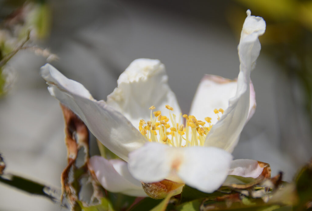 美浜図書館。白い花びらが優雅に舞い上がる。一瞬の奇跡。