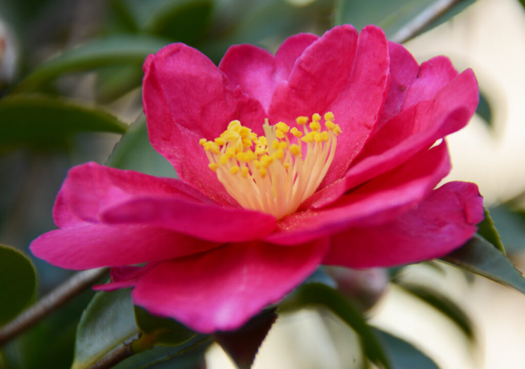 美浜図書館。赤紫の八重。一輪が放つ高貴なオーラにため息。