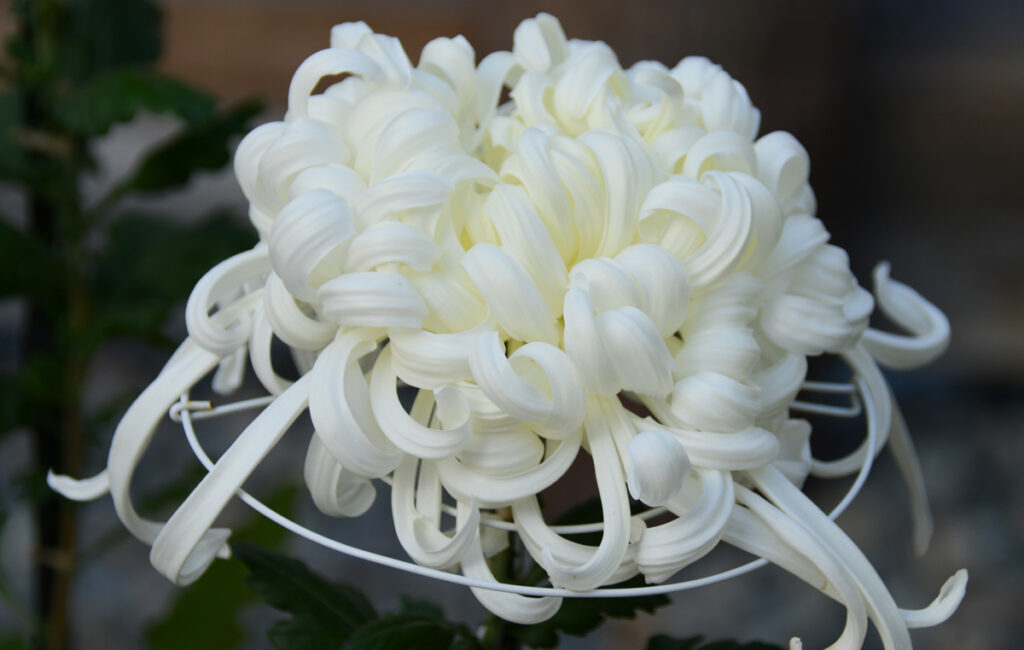 成田山：大輪の輪菊（りんぎく）。白い気品のある豪華な一輪。