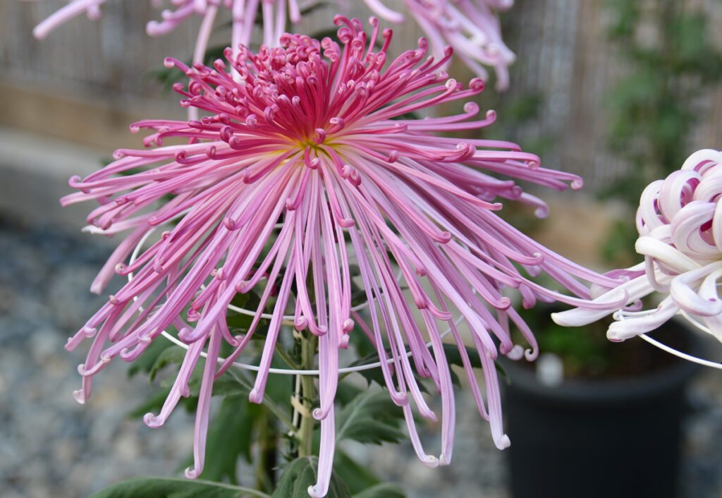 成田山：細い花びらがまるで和傘のように開いている赤紫の菊。