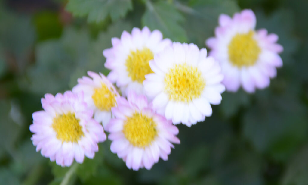 六義園：中心の黄色を囲む白い愛らしい小菊。