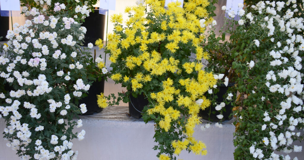 六義園：白や黄色の菊の衣装を飾っているかのような雰囲気。