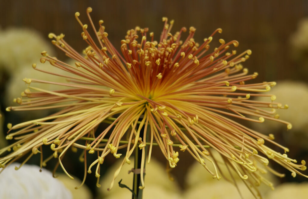 その他：細い花びら、赤から黄色へとグラデーション。
