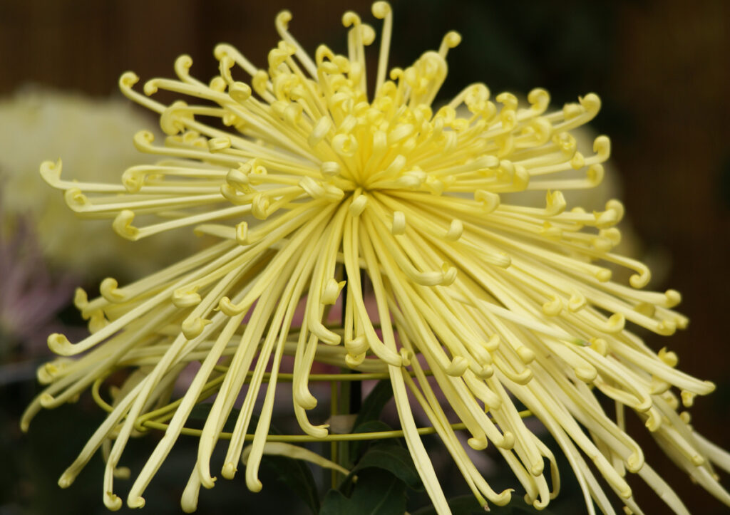 その他：細い花びら、黄色から白へとグラデーション。