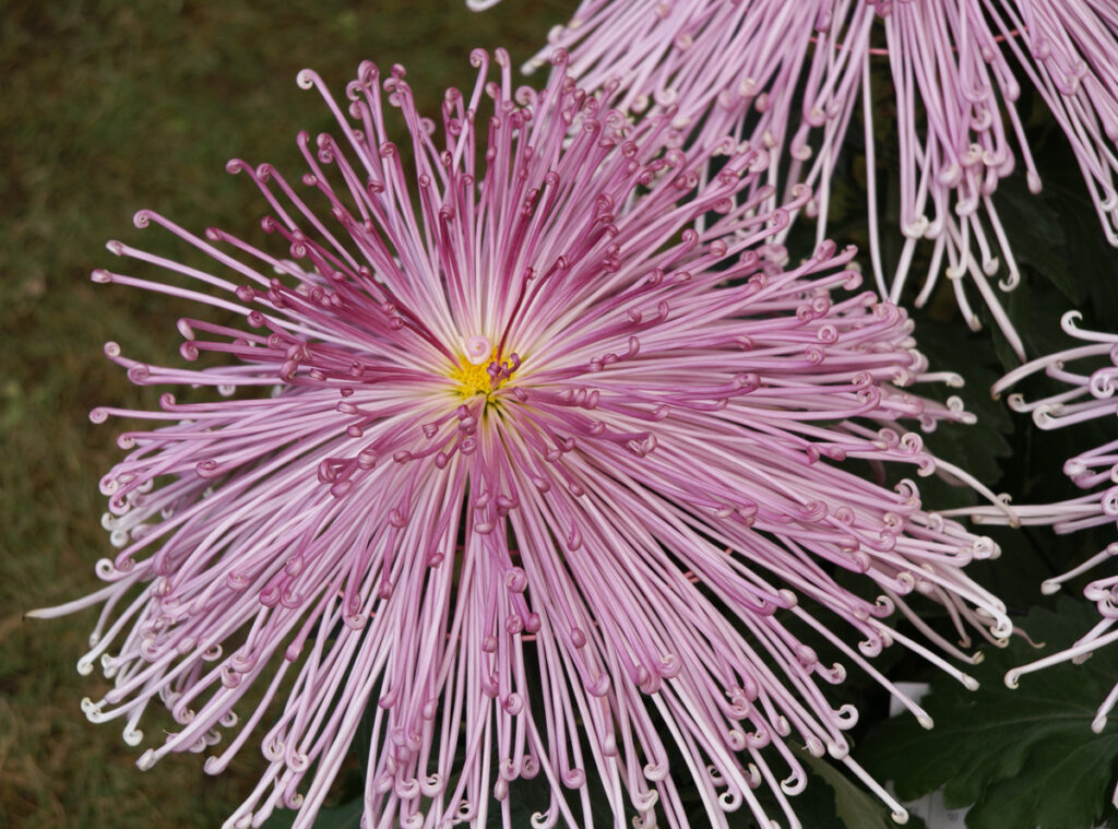 六義園：細い紫色の花びらが周囲に糸を散らしたような菊。