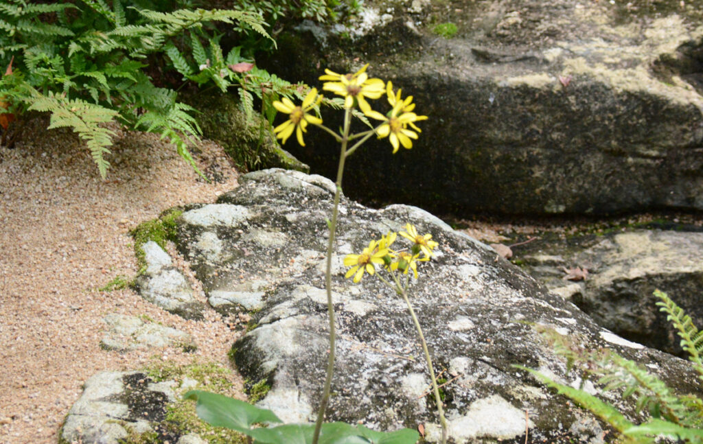 黄色いツワブキ
